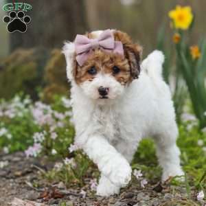 Sandy, Bich-Poo Puppy